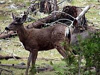 FAUNE 4 (27).JPG